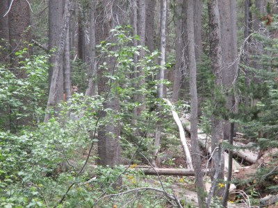 The doe in the trees.