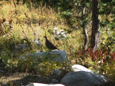 Possible grouse?